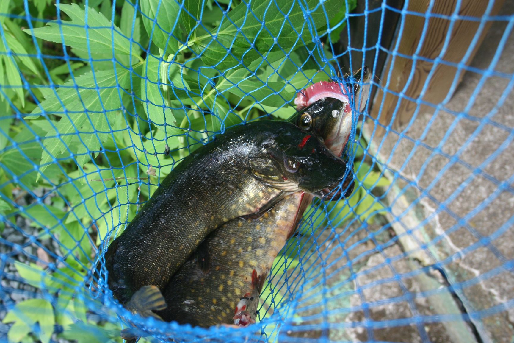 gädda - Rogbergasjön