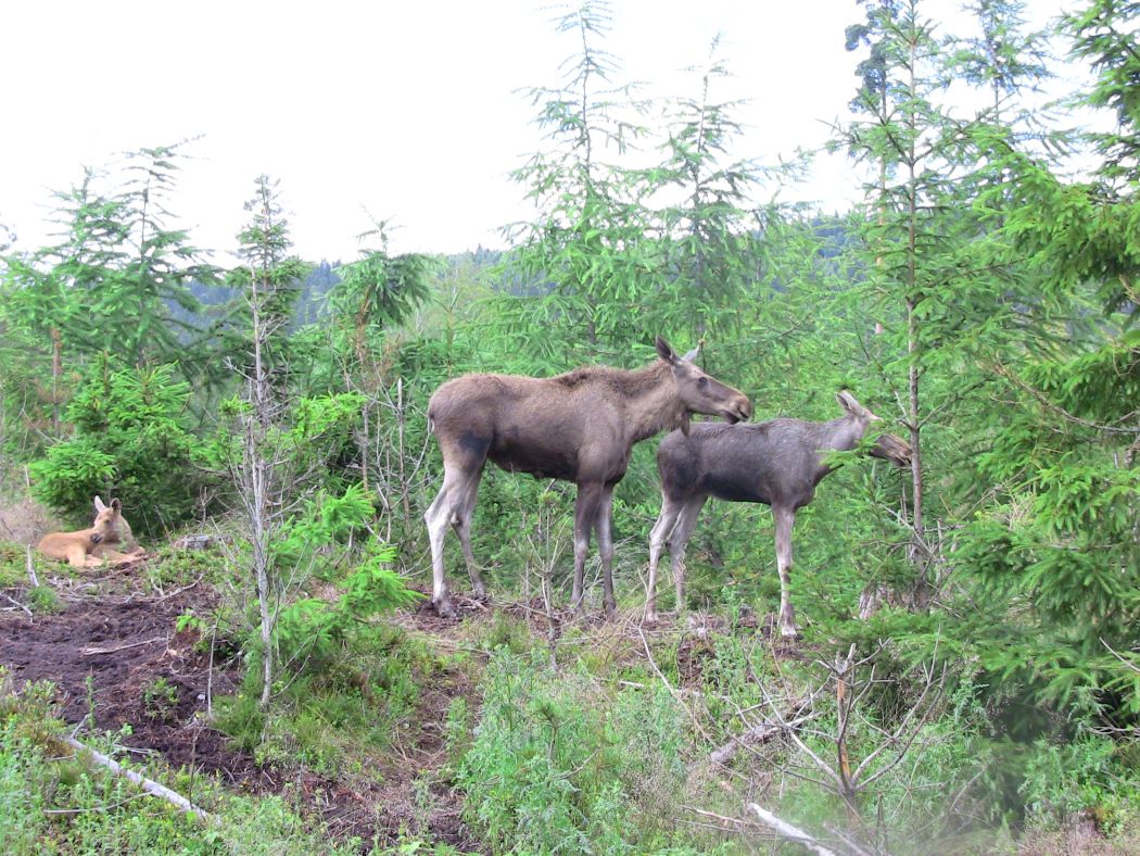 Älgparken Isaberg